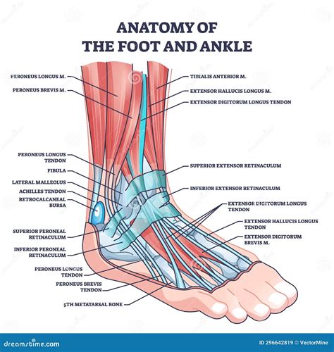 Anatomy Of The Ankle And Foot