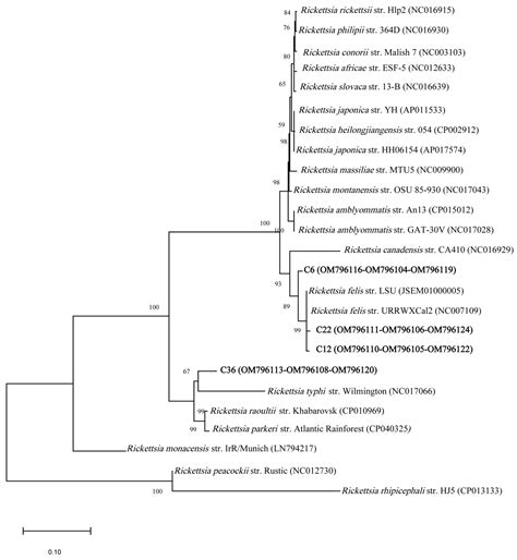 Rickettsia felis and Other Rickettsia Species in Chigger Mites ...