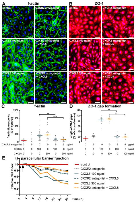 Human Brain Endothelial CXCR2 is Inflammation-Inducible and Mediates ...