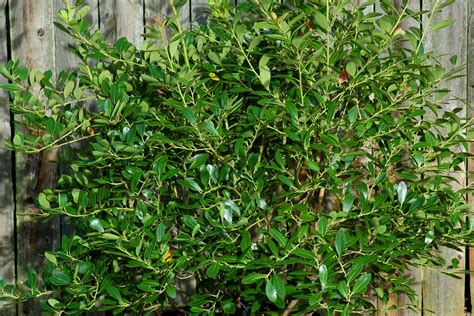 When Is the Best Time for Pruning Holly?