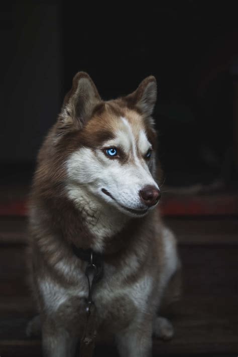 Download Fluffy Brown Siberian Husky Wallpaper | Wallpapers.com