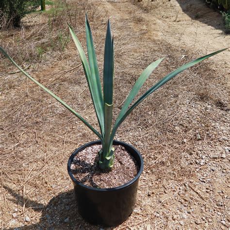 Blue agave 'Tequila Plant' - Agave Tequilana - Buy Online at Planet Desert
