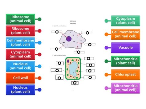 Cell Structure with Name Sign 的图像结果