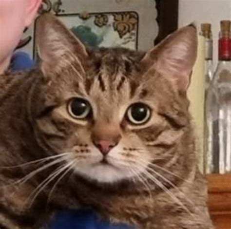 Image result for Alien Interface