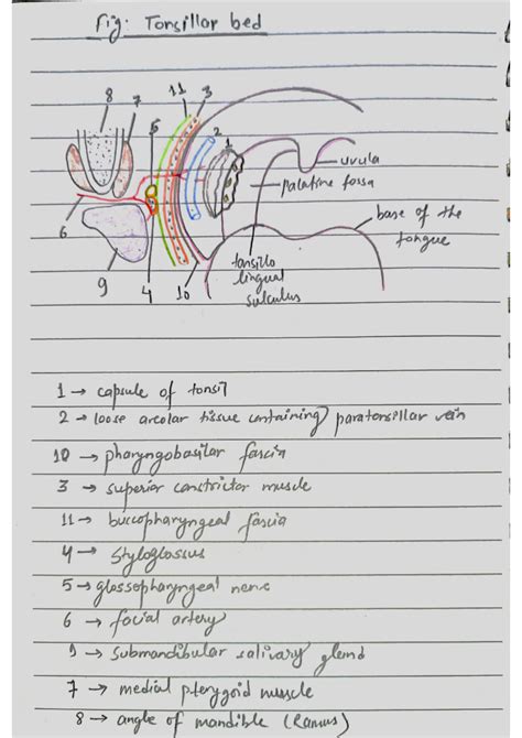 SOLUTION: Anatomy of tonsil palatine tonsils - Studypool