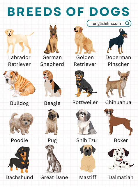 Dog Breeds with Pictures | Types of Dogs Names • Englishilm