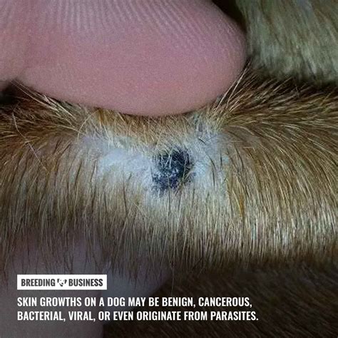 Skin Growths on Dogs – Types, Causes, Diagnosis & Treatments