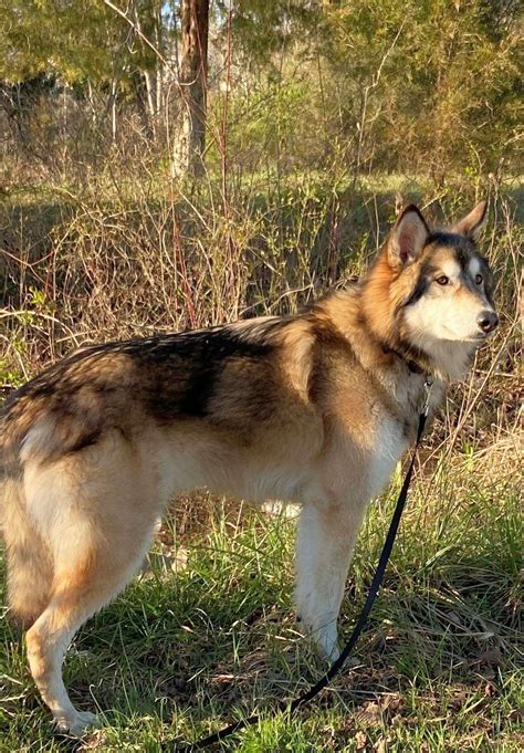 Timber Wolf German Shepherd Puppies