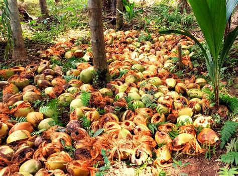 Journey From Conflict to Coexistence – Center For Sustainable Development