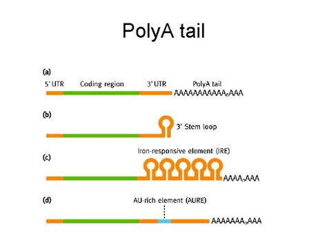 RNA Polya 的图像结果