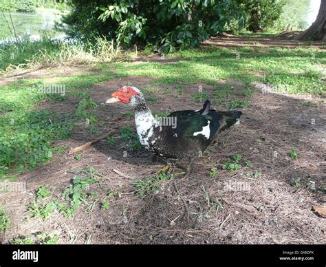 Muscovy duck near Lake Osborne in Florida Stock Photo - Alamy