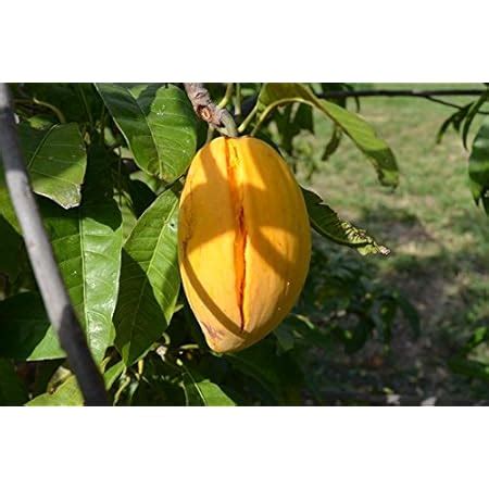 ROYAL PARADISE GARDEN Strawberry Pink Rose Flower Live Plant, Pink, 1 ...