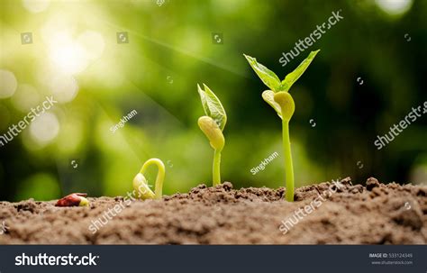 Seed Development 的图像结果