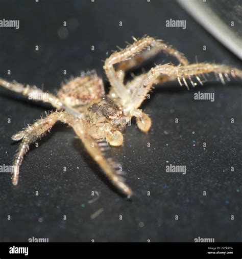 Crab Spiders (Thomisidae) Arachnida Stock Photo - Alamy
