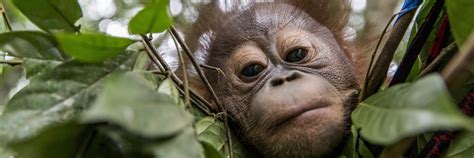 Information about apes - FOUR PAWS International - Animal Welfare ...