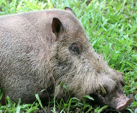 Genus Sus - Pigs — Coke Smith Wildlife