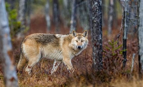 Grey Wolf Habitat