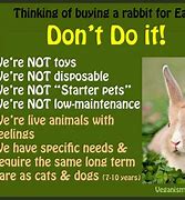 Image result for Poem About Rabbits