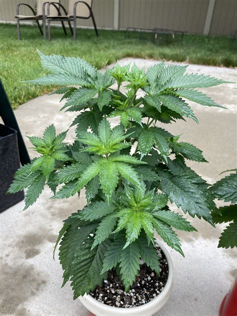 Container Growing Marijuana Outdoors Growing Cannabis Outdoors: The C