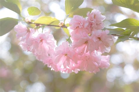 樱花图片-盛开的樱花枝素材-高清图片-摄影照片-寻图免费打包下载