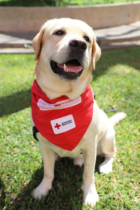 Dog Days of Summer: Meet Oscar, Bear, Lorna and Al Hu | Article | The ...