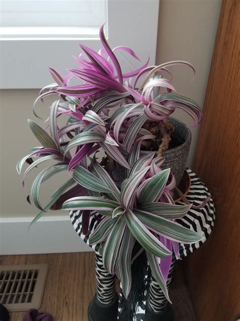 Anybody know what this plant is? : r/plants