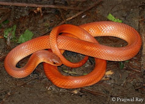 Indian Snakes - Indian Snakebite Initiative