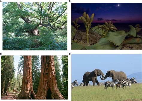 Savannah Grassland Food Web