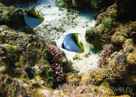 Красоты Красного моря. Рыбы / Отзывы о Египте / Travel.Ru