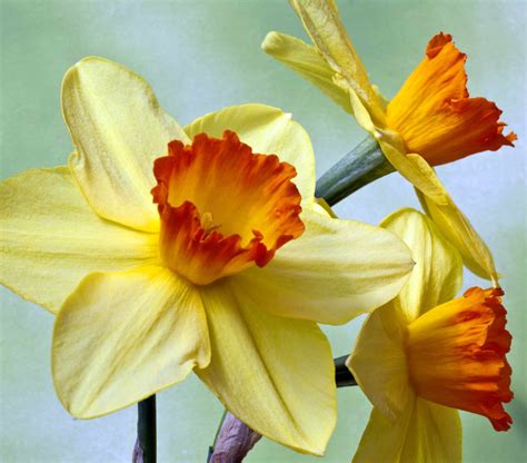 Daffodil Colors at Ellie Roseby blog