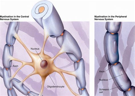 Oligodendrocytes Vs Schwann Cells