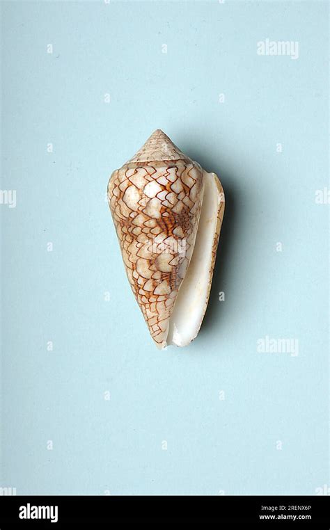 Image result for Conus Textile Shell