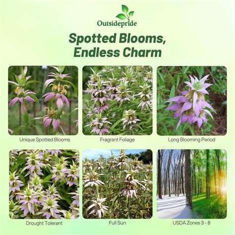 Monarda Punctata Spotted Beebalm Horsemint Garden Flower Plant Seeds