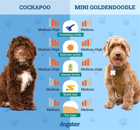 Mini Cockapoo Volgroeid