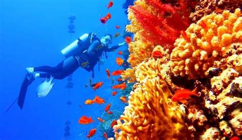 Scuba Diving In New Zealand (With Photos): 11 Updated 2025 Best Spots!