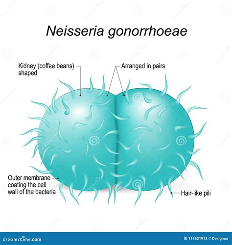 Neisseria Gonorrhoeae. Structure of a Bacterial Cell Stock Vector ...