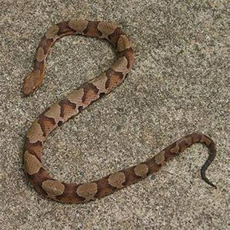 [100+] Copperhead Wallpapers | Wallpapers.com