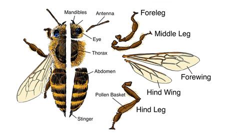 What Is Pollination Diagram For Kids Bees Honey Honey Bee Facts For