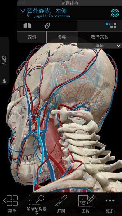 正常人体解剖学 | PDF