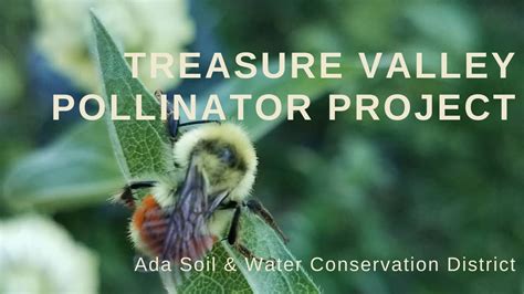Treasure Valley Pollinator Project 2024, Vine and Branch Ranch ...