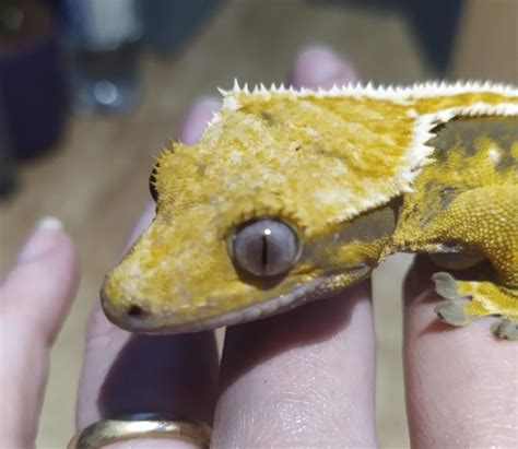 Crested Gecko Morph / Trait Guide - Crested Geckos - MorphMarket ...