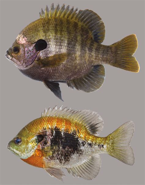 Types Of Bluegill Fish