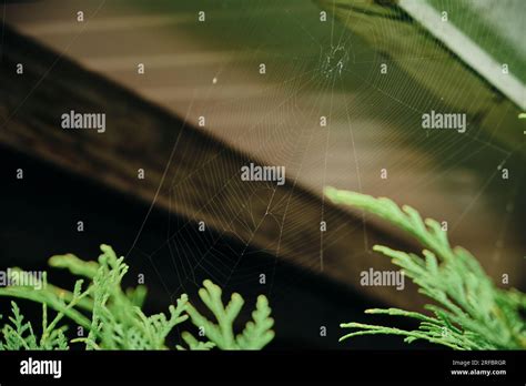 Image result for Spider Web Thread Lift Cost