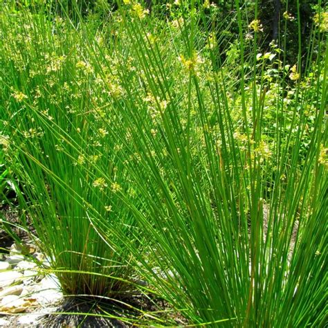 SOFT RUSH Juncus Effusus - 500 SEEDS