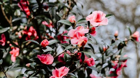 Download wallpaper 2560x1440 geranium, flowers, bush, flowering, blur ...