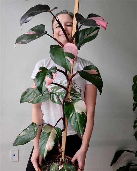 Grow and Care for Philodendron Pink Princess