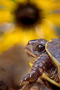 Image result for Baby Box Turtle Shell