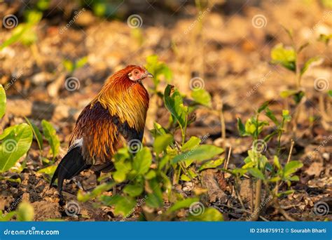 Red Junglefowl or Gallus Gallus Bird Portrait are Wild Ancestor of the Domestic Fowl or Chicken ...