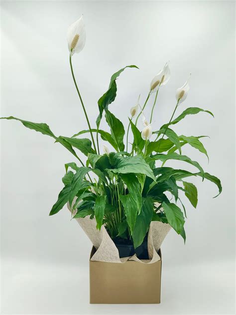 Deliver a Large Peace Lily Plant in Melbourne: Symbol of Serenity