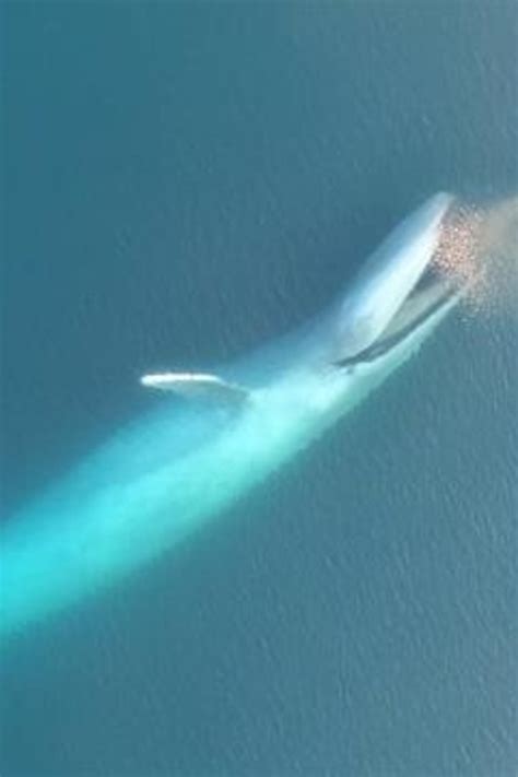 Whale Eating Krill
